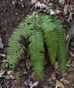 IMGP0105-1024.jpg