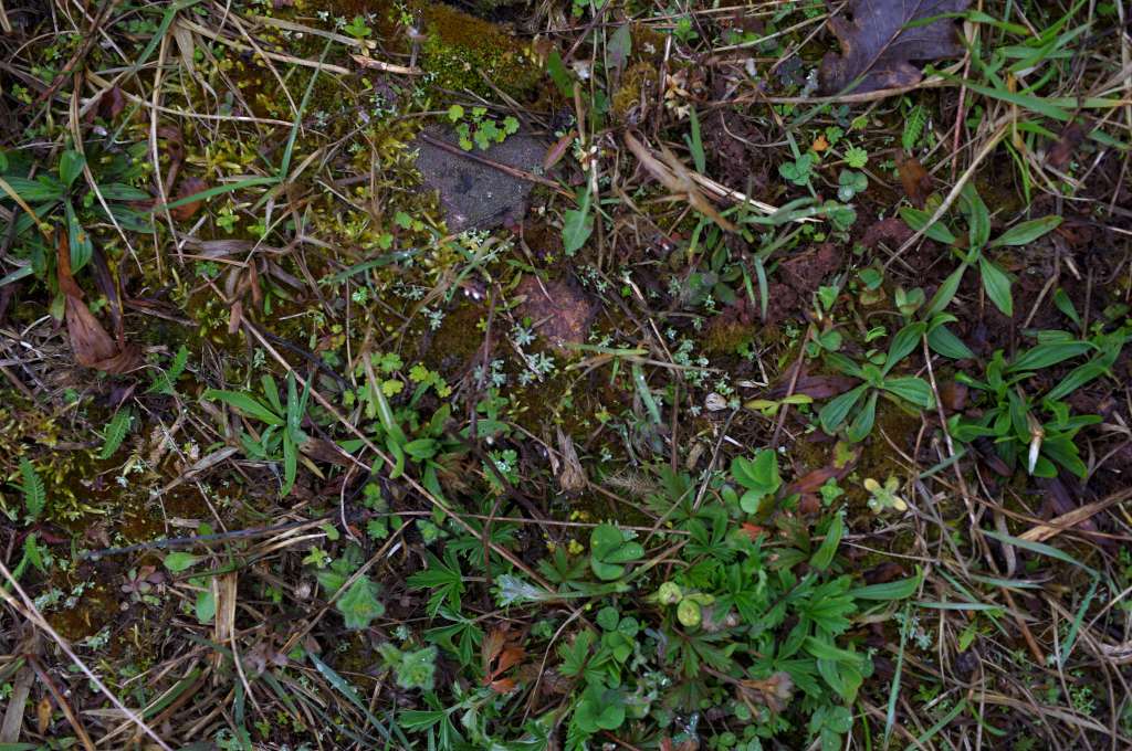 IMGP0274-1024.jpg