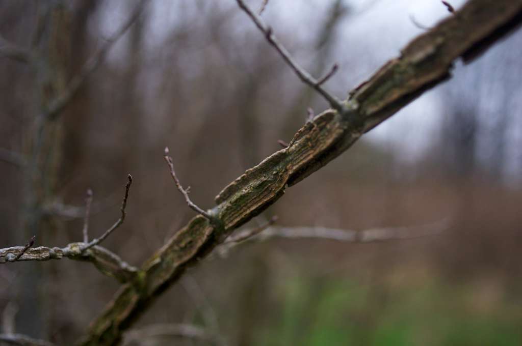 IMGP0306-1024.jpg
