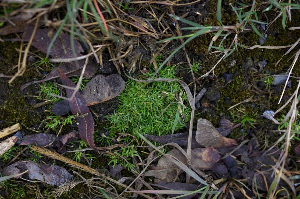 IMGP0356-1024.jpg