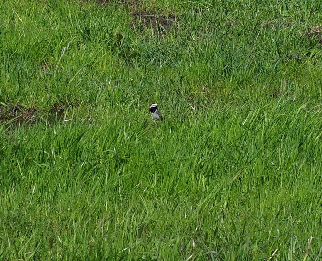 IMGP0700-1024.jpg