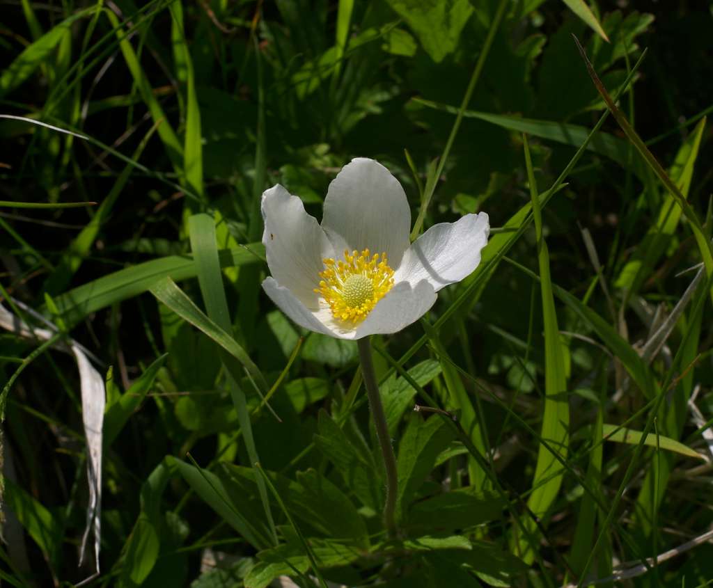 IMGP1110-1024.jpg