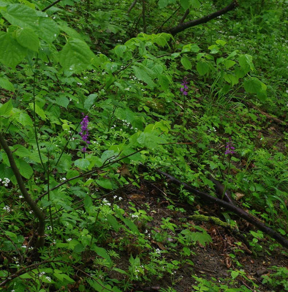 IMGP1341-1024.jpg