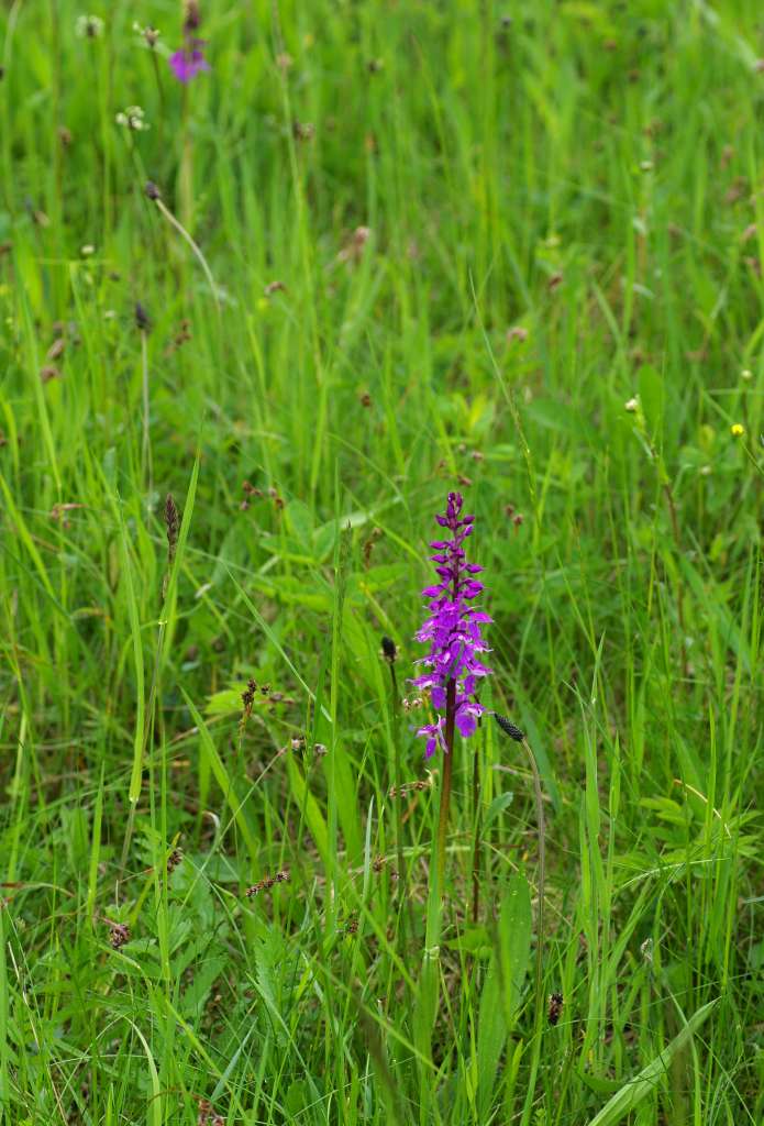 IMGP1403-1024.jpg
