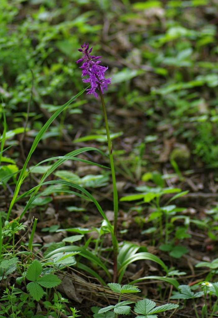 IMGP1504-1024.jpg