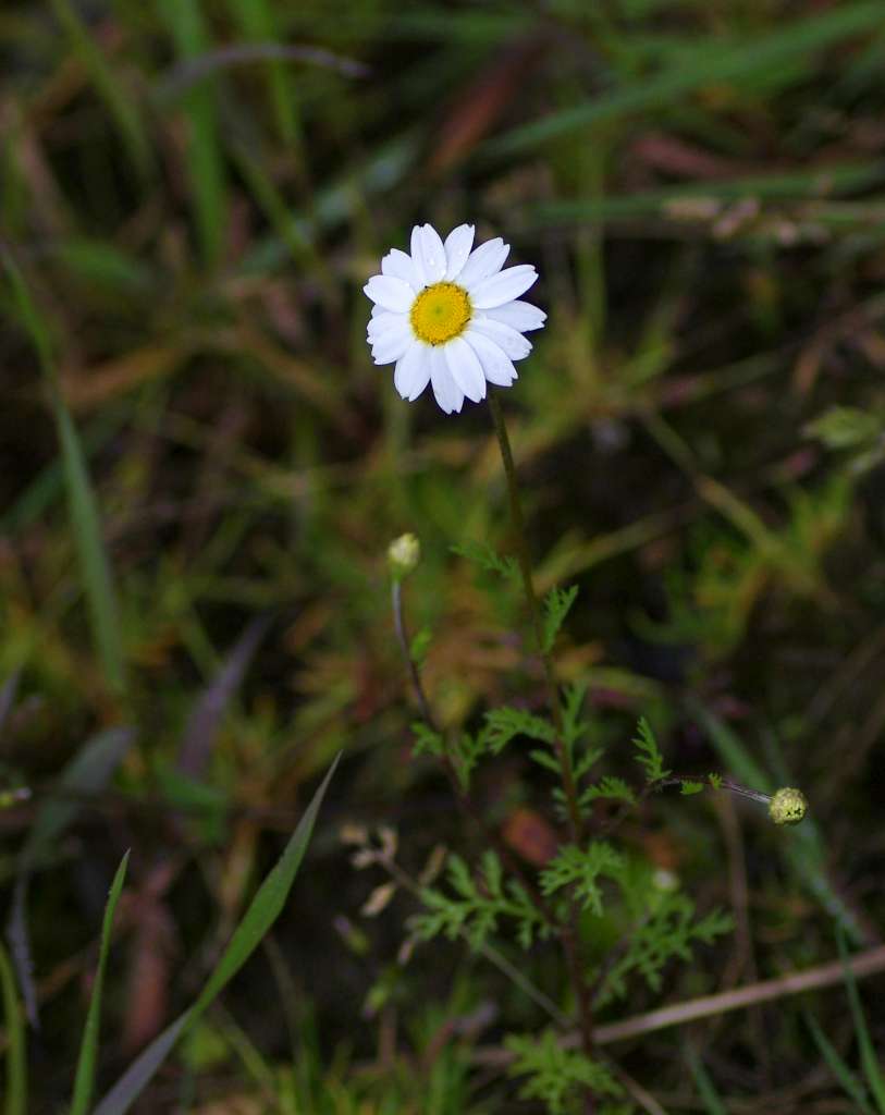 IMGP1682-1024.jpg