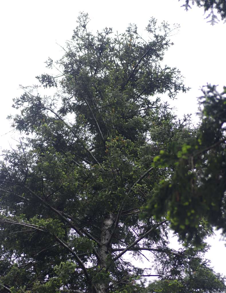 IMGP1727-1024.jpg