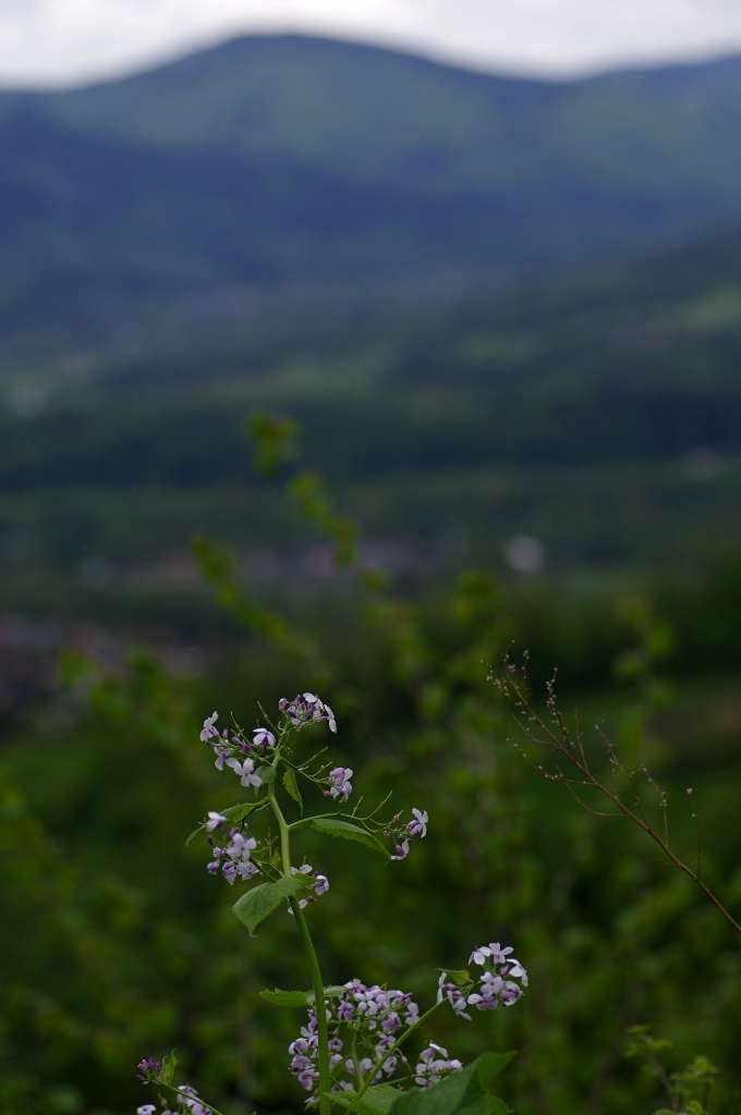 IMGP1733-1024.jpg