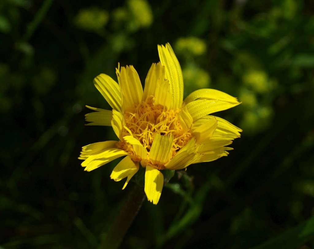 IMGP1815-1024.jpg