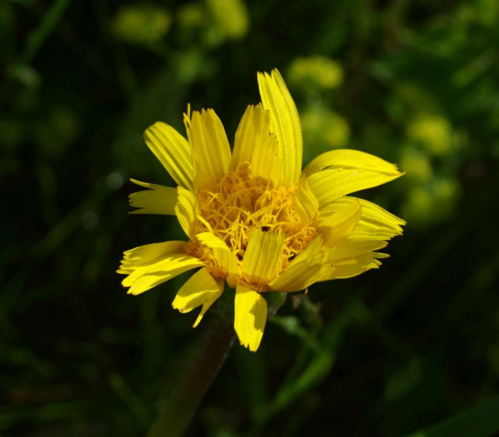 IMGP1816-1024.jpg