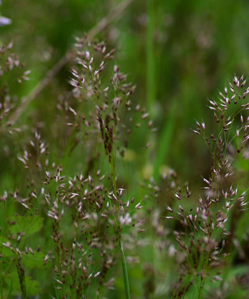IMGP2009-1024.jpg