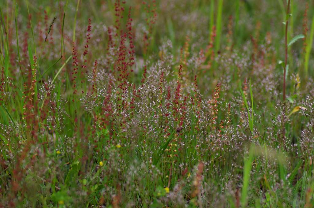 IMGP2010-1024.jpg