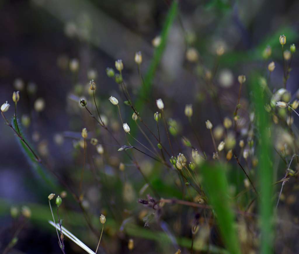 IMGP2698-1024~0.jpg