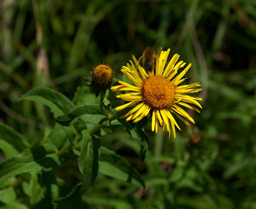 IMGP2945-1024.jpg