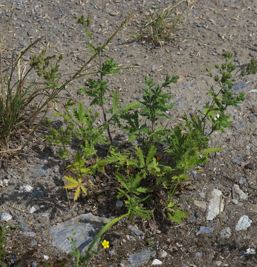 IMGP3244-1024.jpg