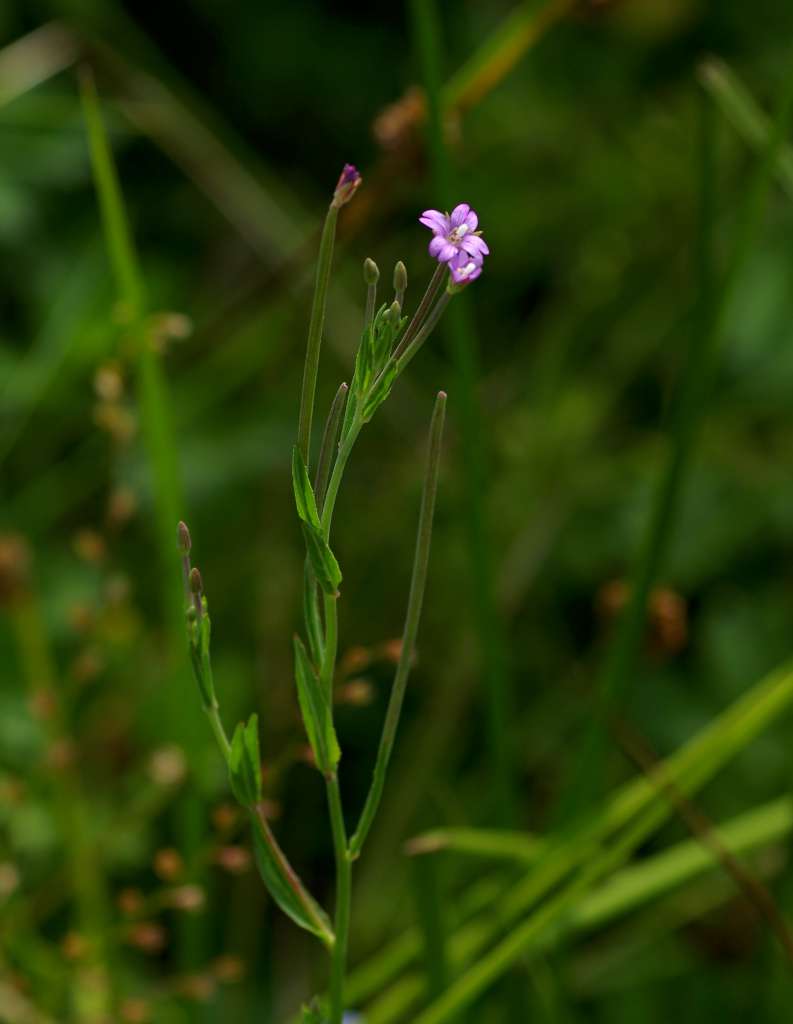 IMGP3271-1024.jpg