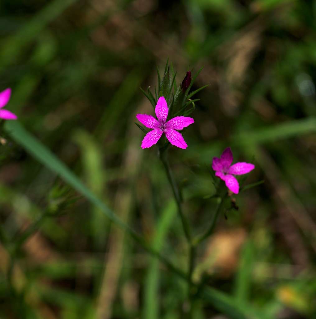 IMGP3316-1024.jpg