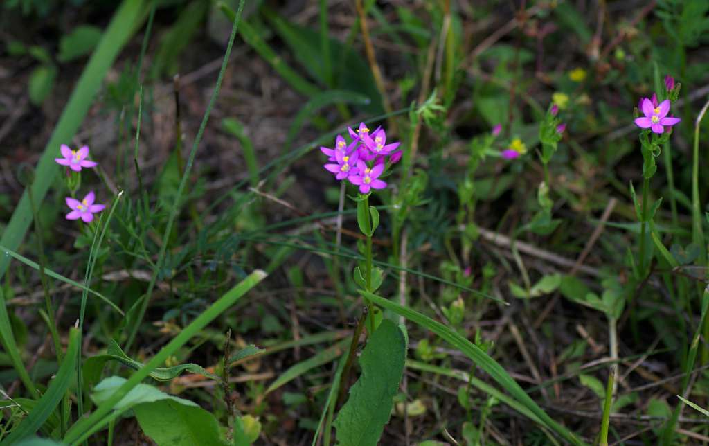 IMGP3333-1024.jpg