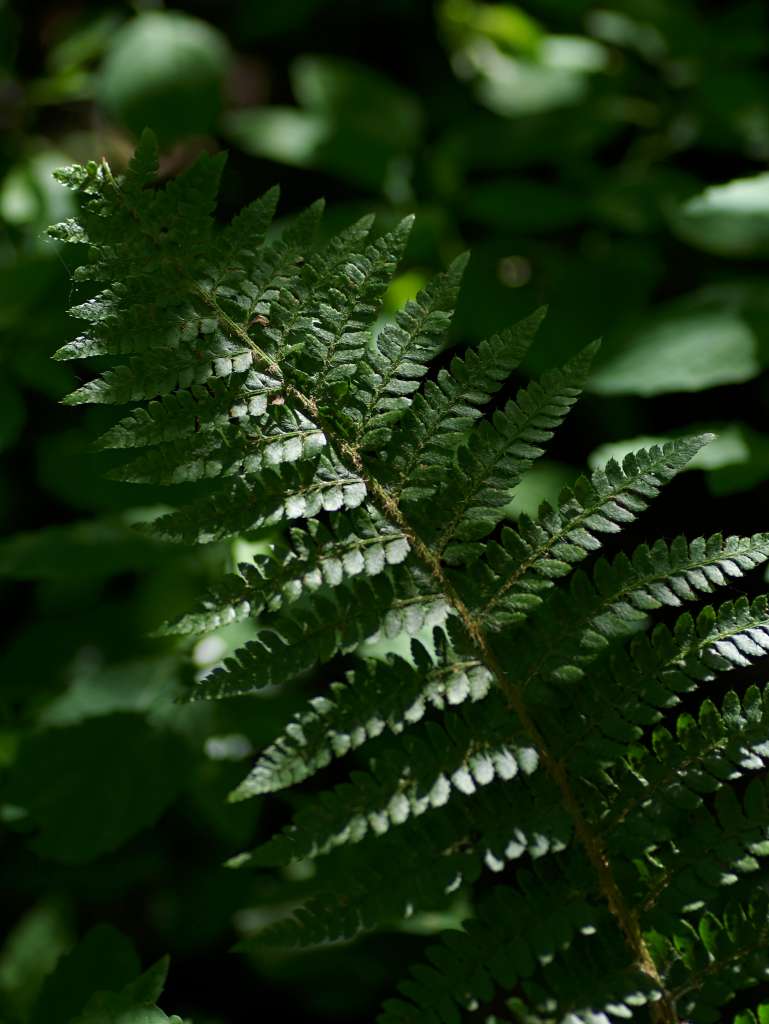 IMGP3340-1024.jpg