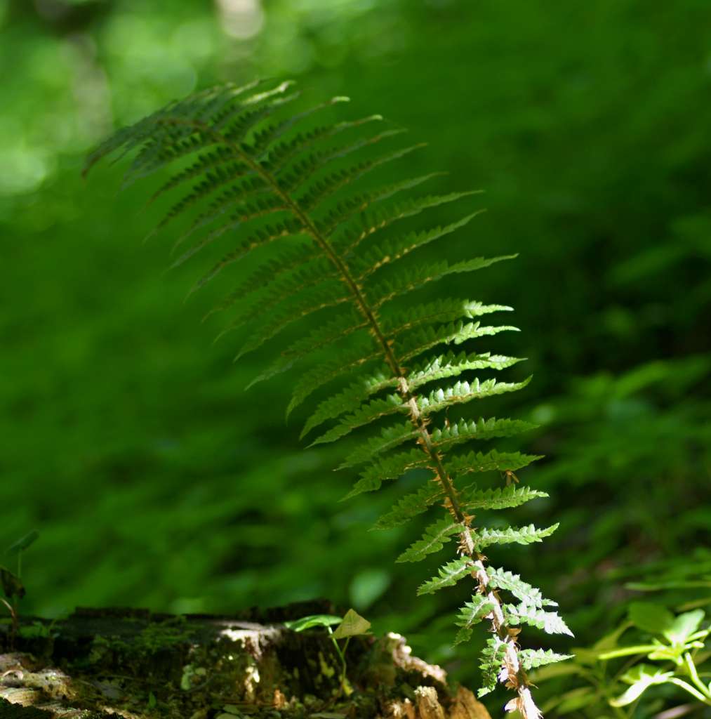 IMGP3348-1024.jpg