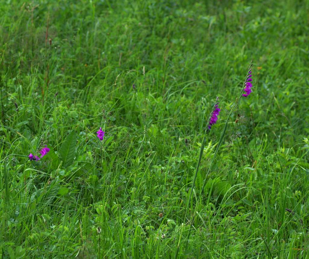 IMGP3384-1024.jpg