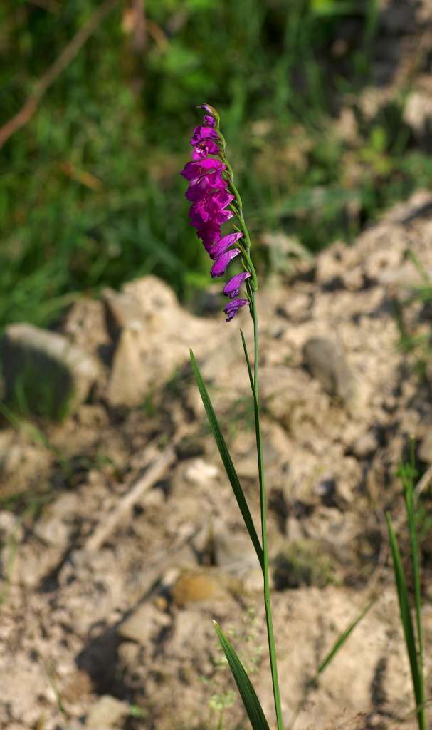 IMGP3387-1024.jpg