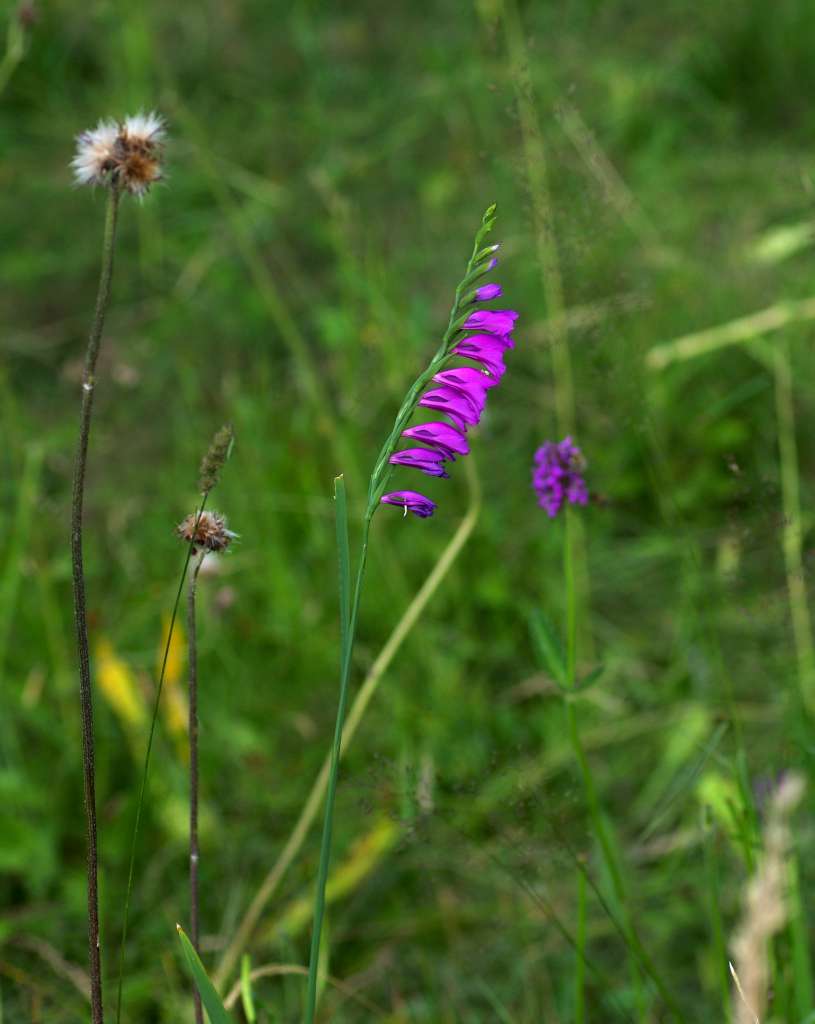IMGP3389-1024.jpg