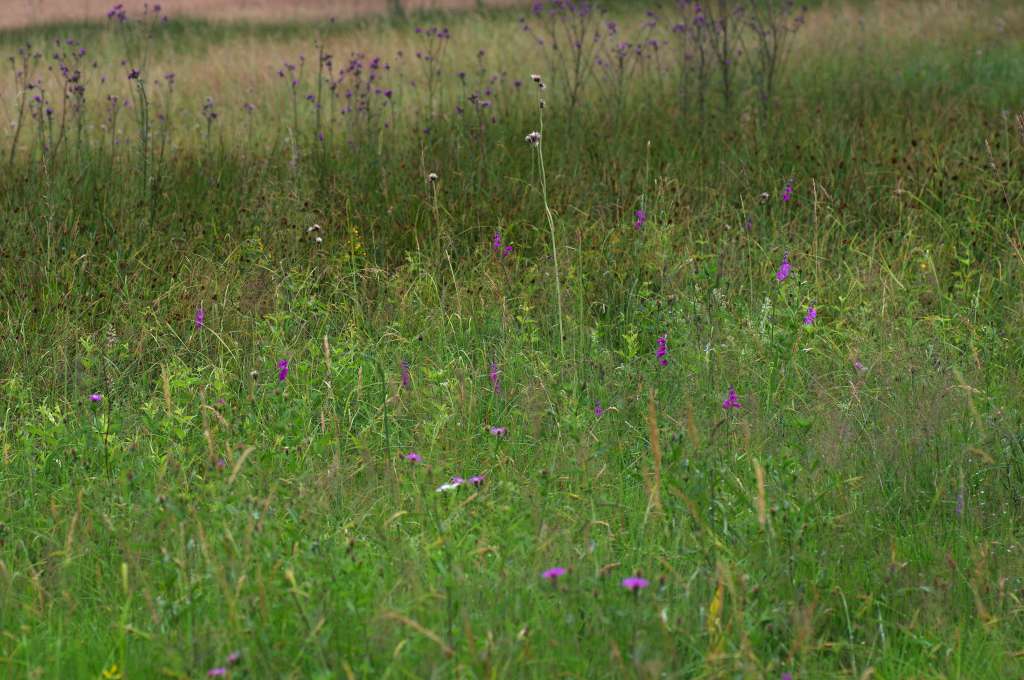 IMGP3462-1024.jpg