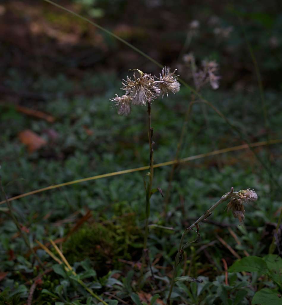 IMGP3591-1024.jpg
