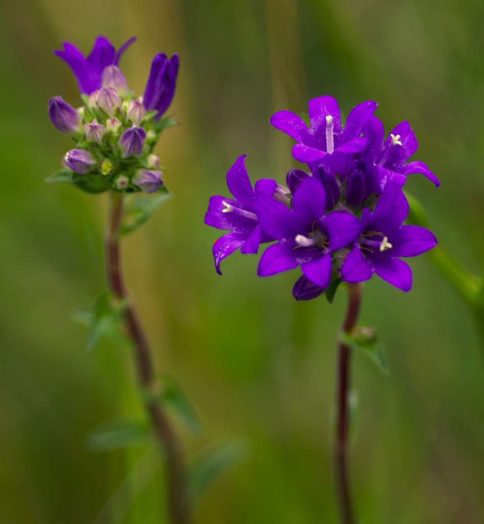 IMGP3750-1024.jpg
