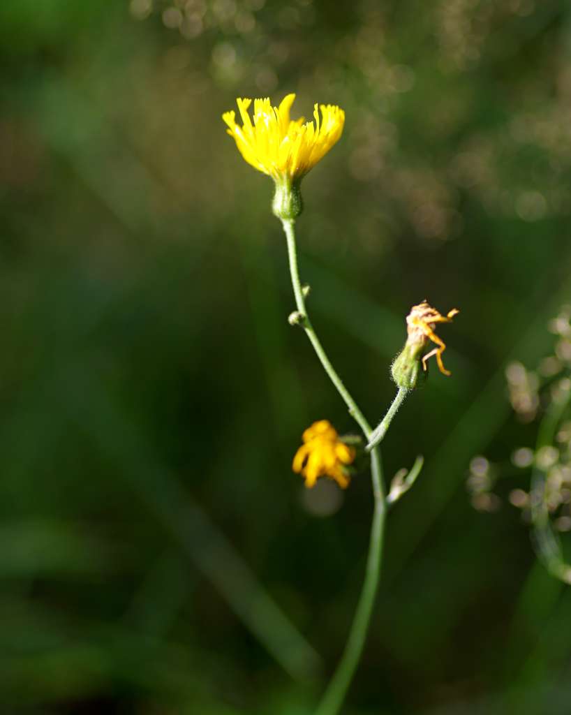 IMGP3914-1024.jpg