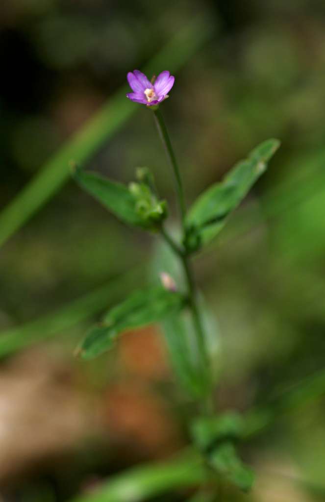 IMGP3917-1024.jpg