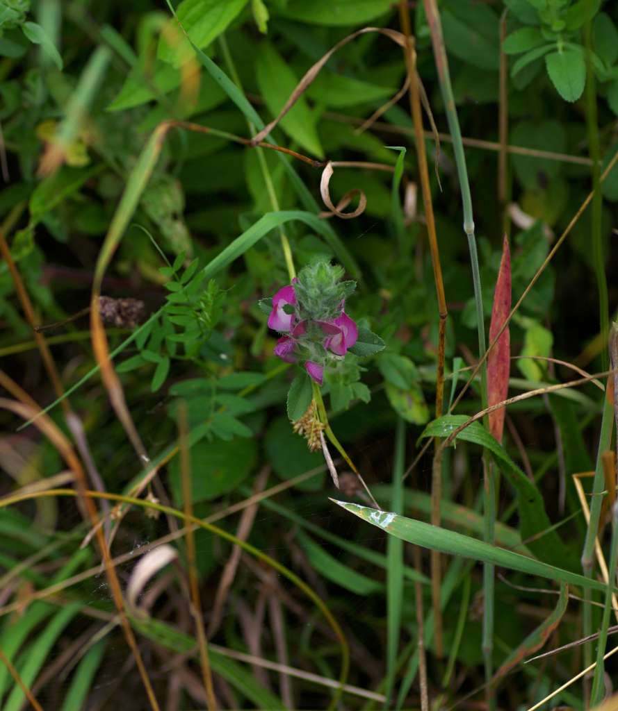 IMGP4029-1024.jpg