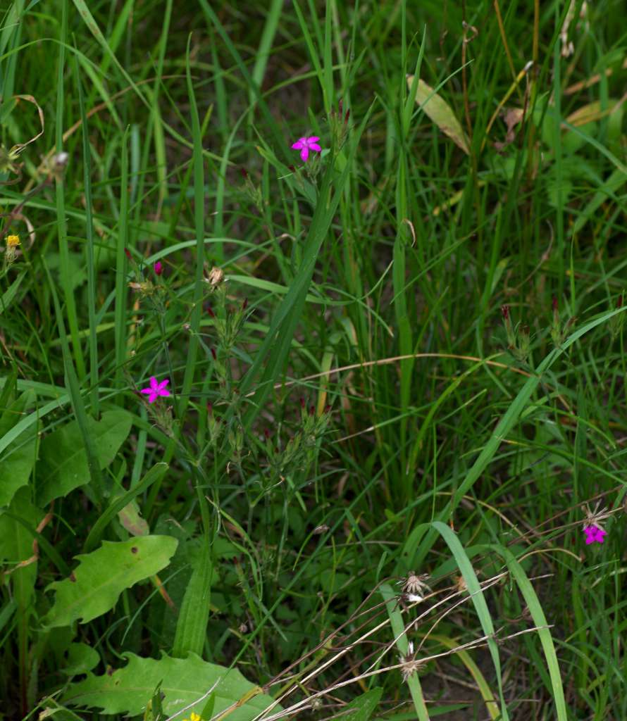 IMGP4061-1024.jpg