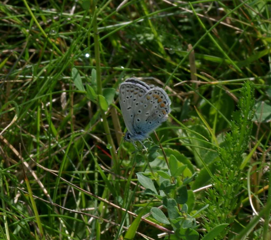 IMGP4393-1024~0.jpg