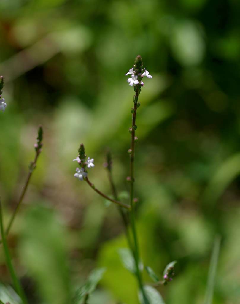 IMGP4416-1024~0.jpg