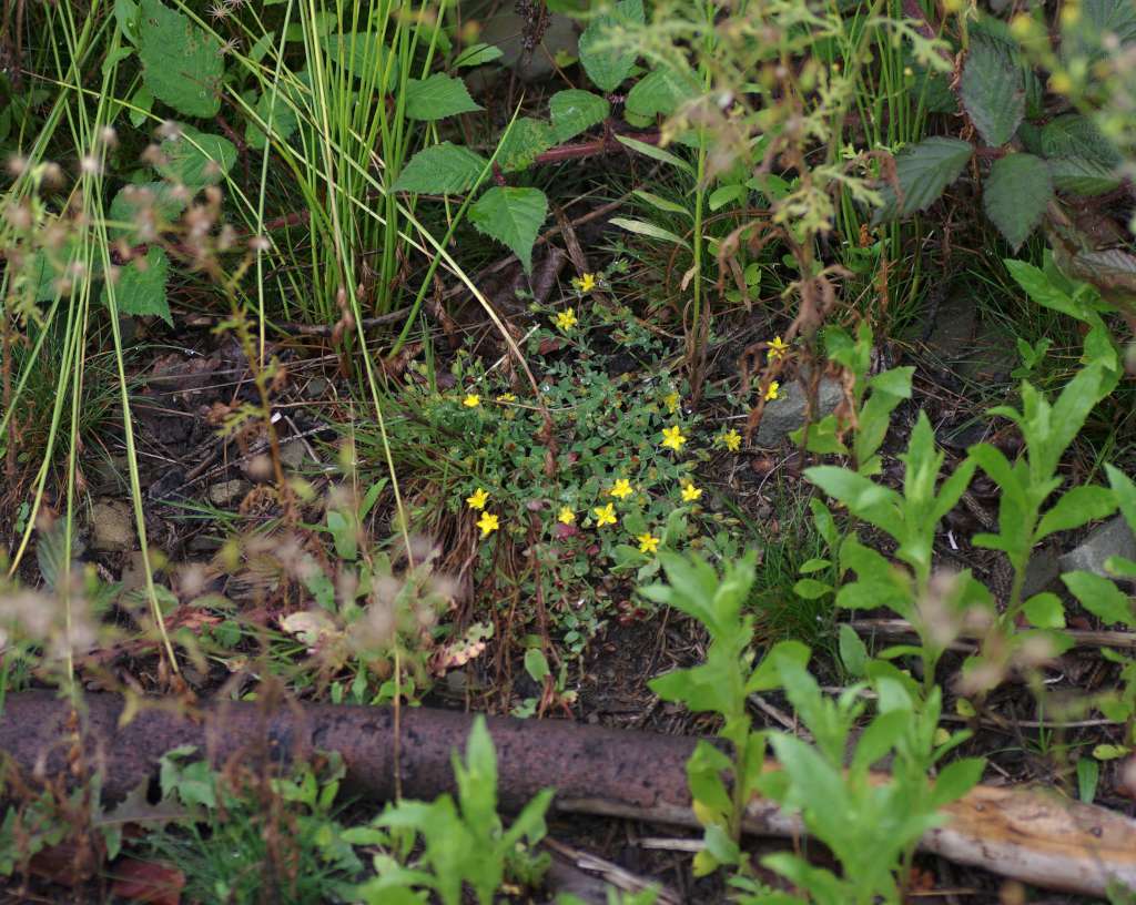 IMGP4540-1024.jpg