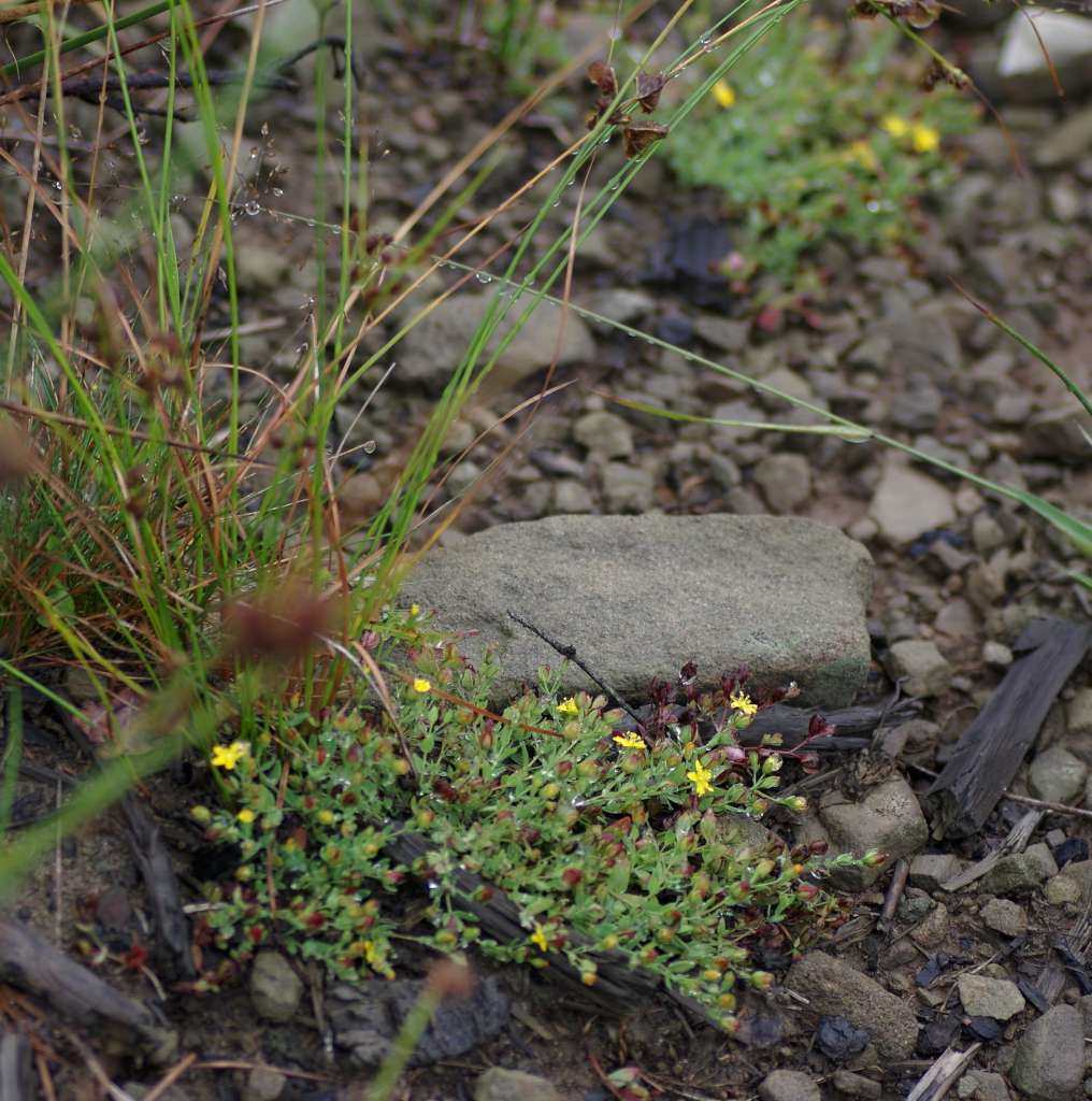 IMGP4551-1024.jpg