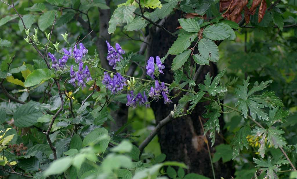 IMGP4589-1024.jpg