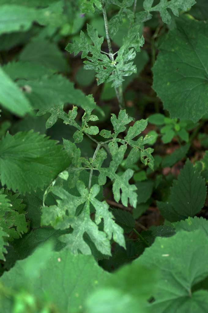 IMGP4805-1024.jpg