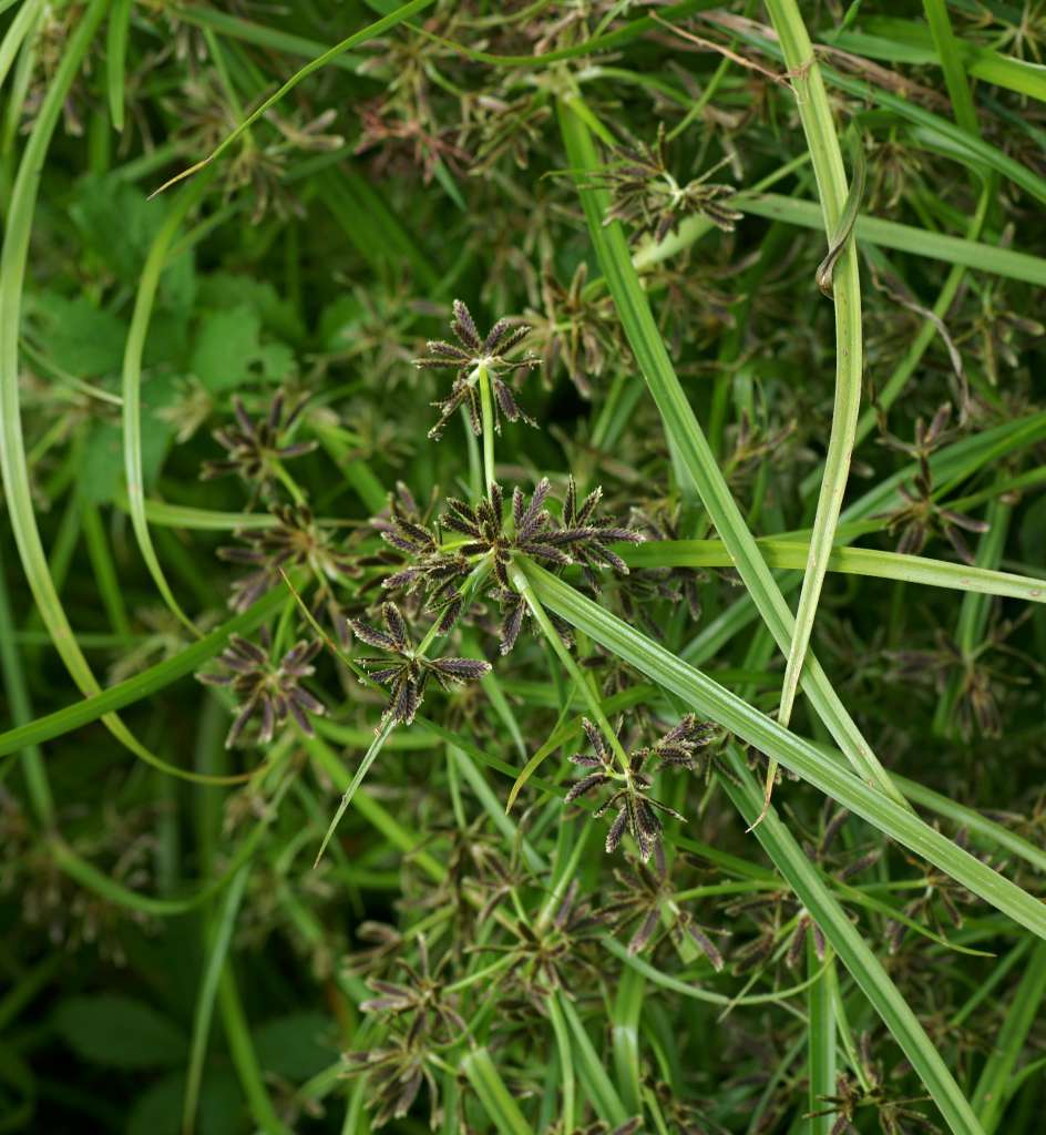 IMGP4821-1024.jpg