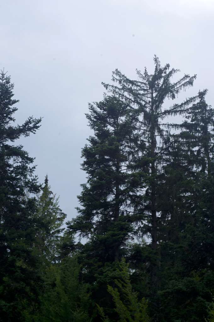 IMGP4508-1024.jpg