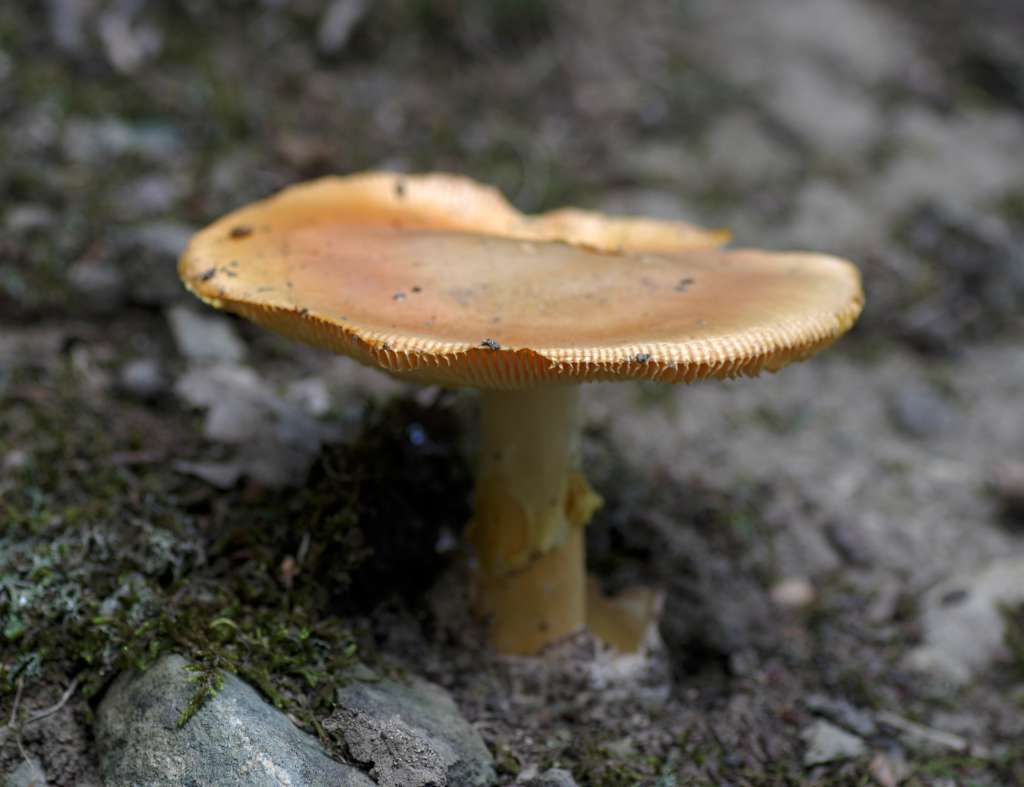 IMGP4986-1024.jpg