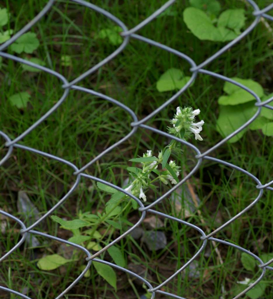 IMGP5018-1024.jpg