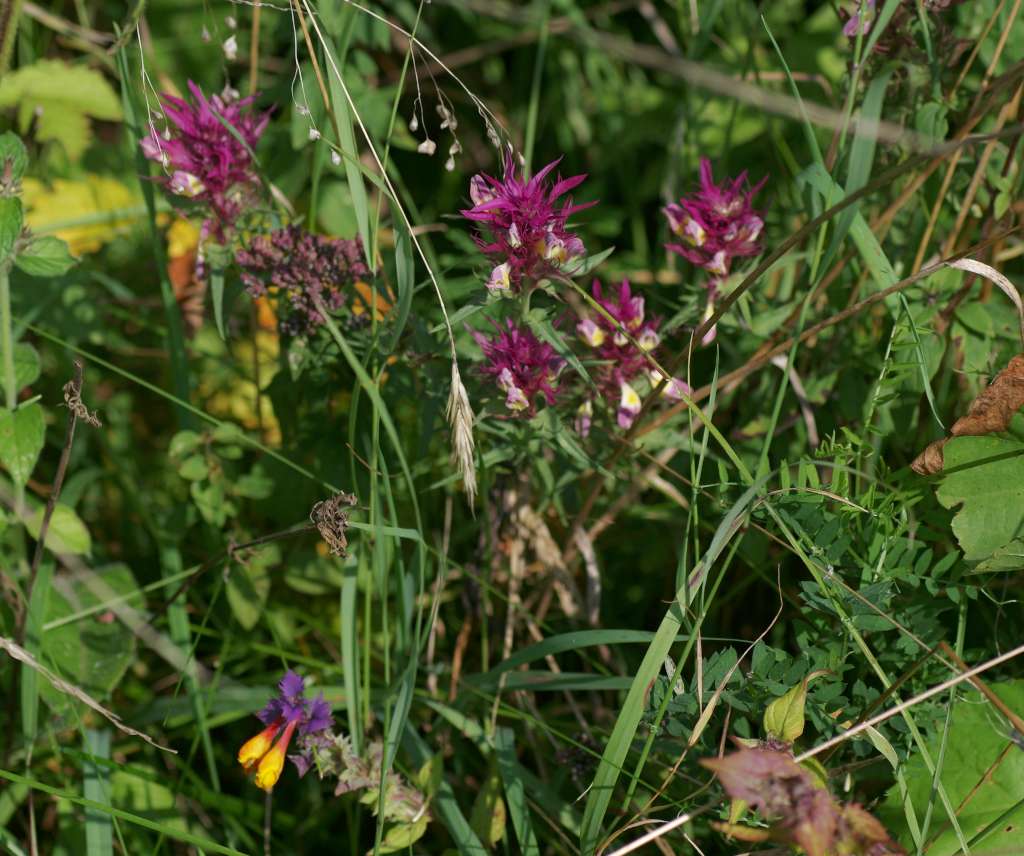 IMGP5235-1024.jpg