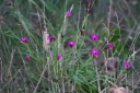 IMGP5272-1024.jpg