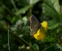 IMGP5278-1024.jpg