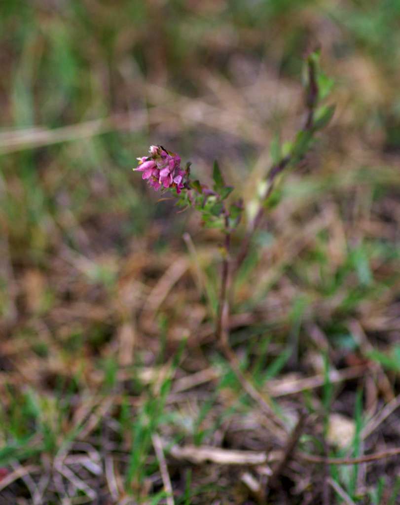 IMGP5539-1024.jpg