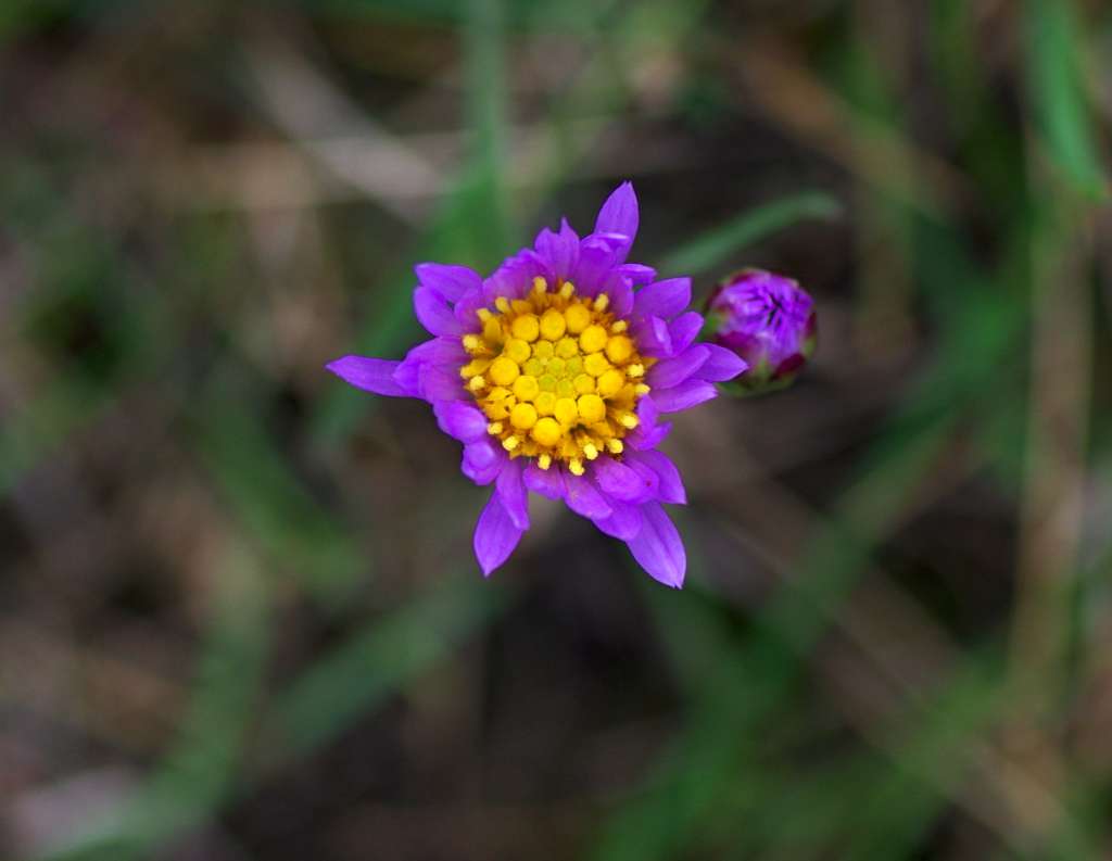IMGP5540-1024.jpg