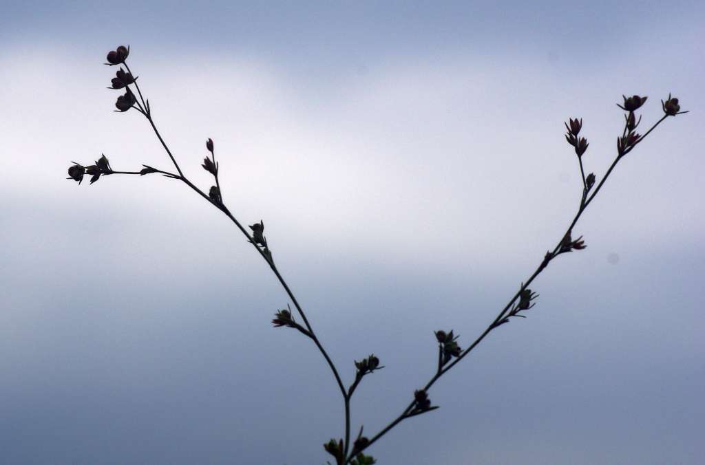 IMGP5547-1024.jpg